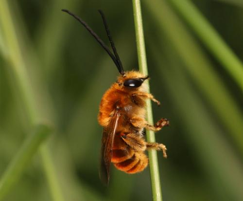 Réf. 282 438 : Eucera pollinosa